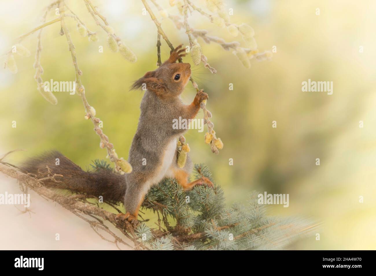 Nahaufnahme des roten Eichhörnchens, das Weidenzweige hält und nach oben klettert Stockfoto
