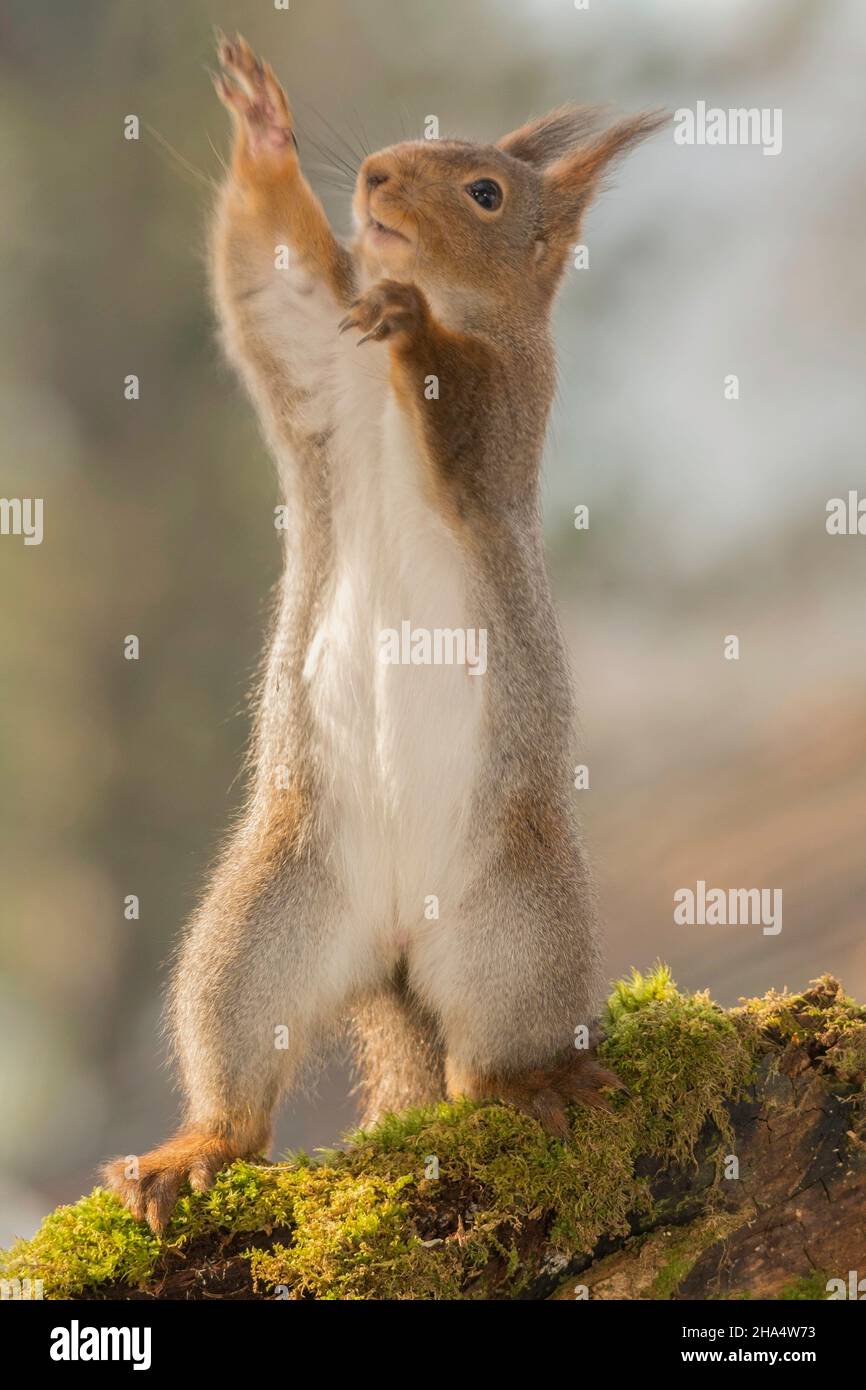Nahaufnahme von roten Eichhörnchen stehend auf Moos suchen und aufstehen und den Kontakt Stockfoto