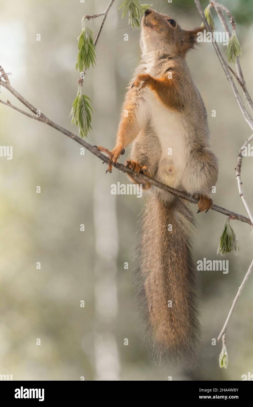 Nahaufnahme des roten Eichhörnchens auf Ästen mit nach oben reichenden Blättern Stockfoto