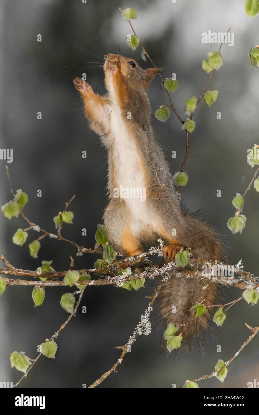 Nahaufnahme des roten Eichhörnchens, das auf Ästen steht, die sich nach oben reichen Stockfoto
