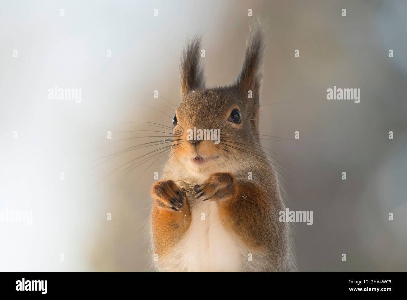 Nahaufnahme von einem Eichhörnchen mit ein wenig Schnee Stockfoto