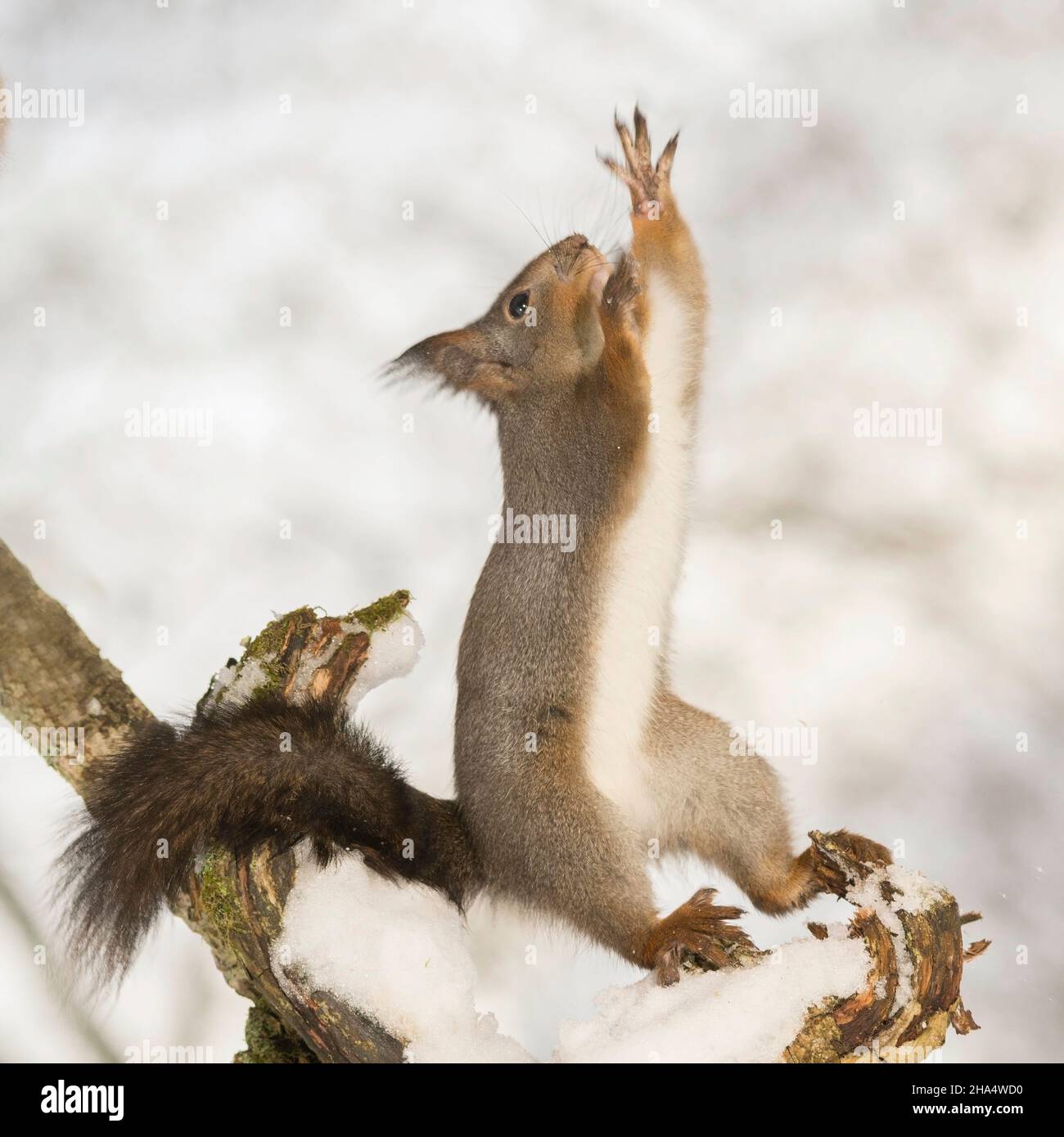 Profil und hautnah von einem Eichhörnchen die Strecken sich und sitzen im Schnee Stockfoto