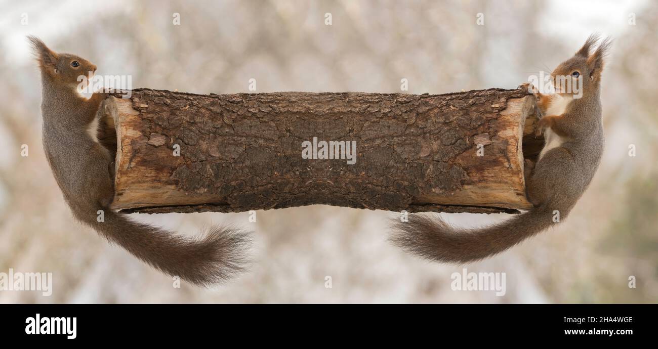 Nahaufnahme des roten Eichhörnchens, das auf hohlem Holz steht und sich in einem Spiegelbild ansieht Stockfoto