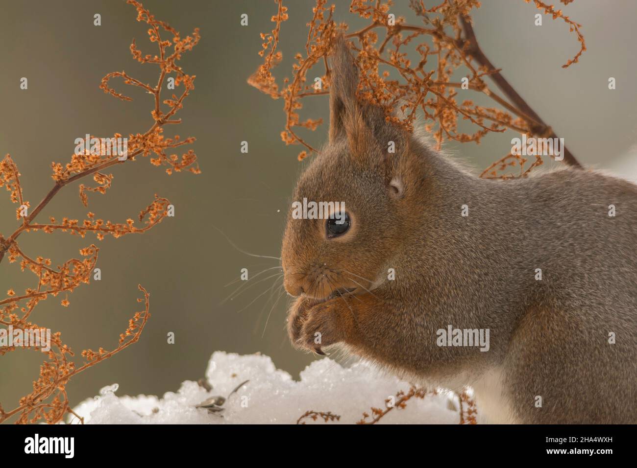 Nahaufnahme von Eichhörnchen stehend zwischen Blume-Filialen Stockfoto