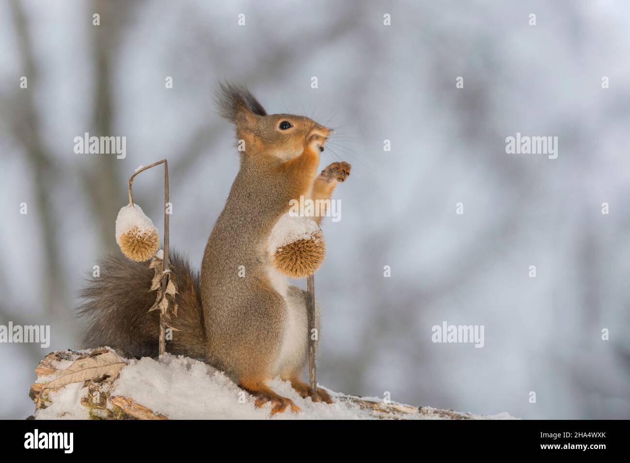 Nahaufnahme eines roten Eichhörnchens auf Schnee, das eine getrocknete gefrorene Distel berührt und nach oben schaut und greift Stockfoto