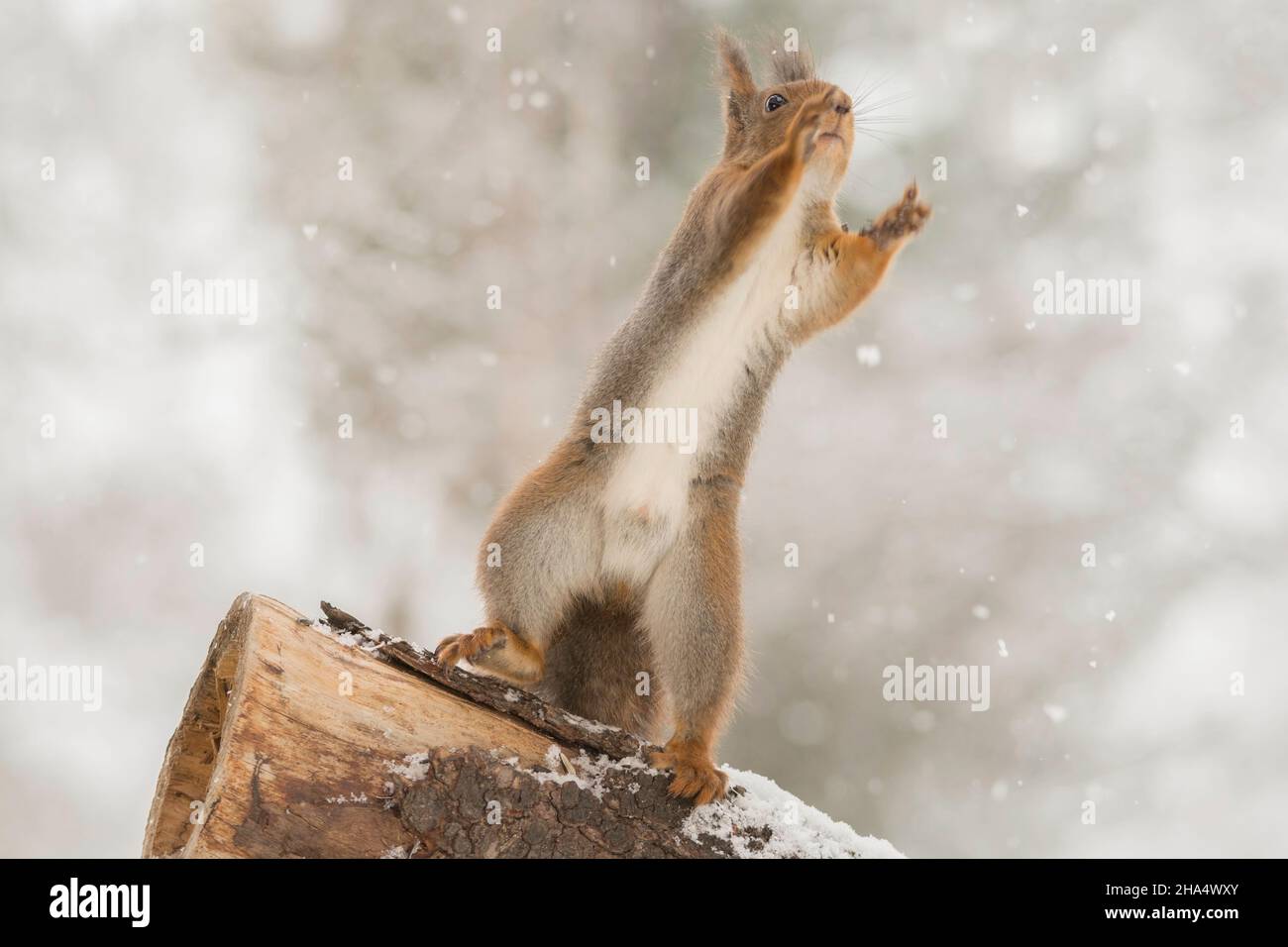 Nahaufnahme eines roten Eichhörnchens, das auf einem Baumstamm im Schnee steht und sich nach oben streckt Stockfoto