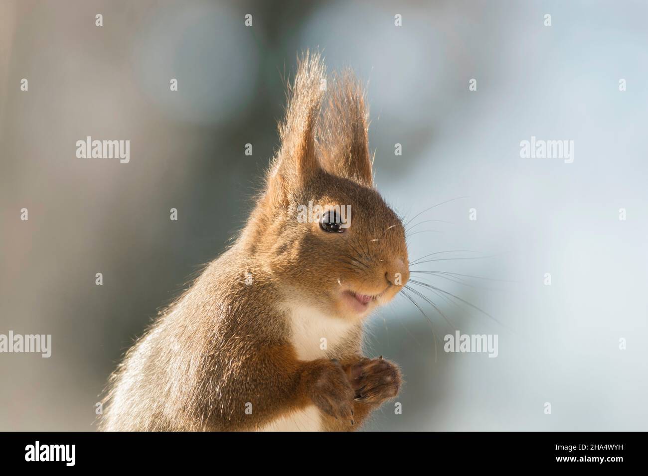 Profil und Nahaufnahme der Eichhörnchen weg schauen mit offenen Mund Stockfoto
