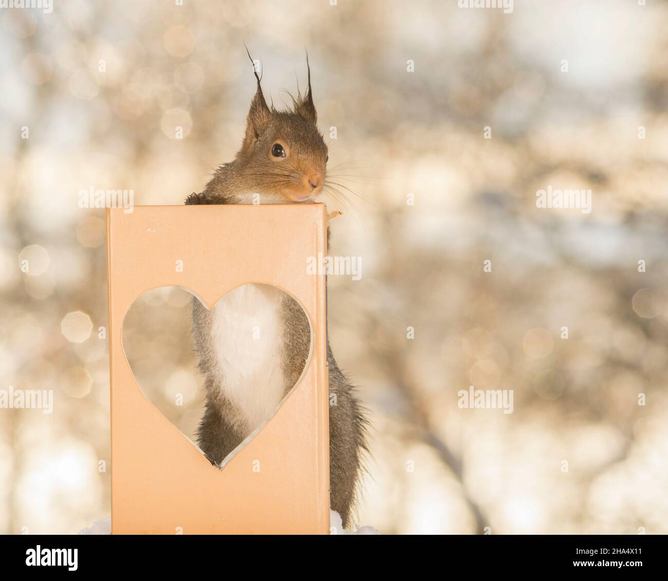 Profil und Nahaufnahme von Eichhörnchen hinter ein Buch mit Herz Stockfoto