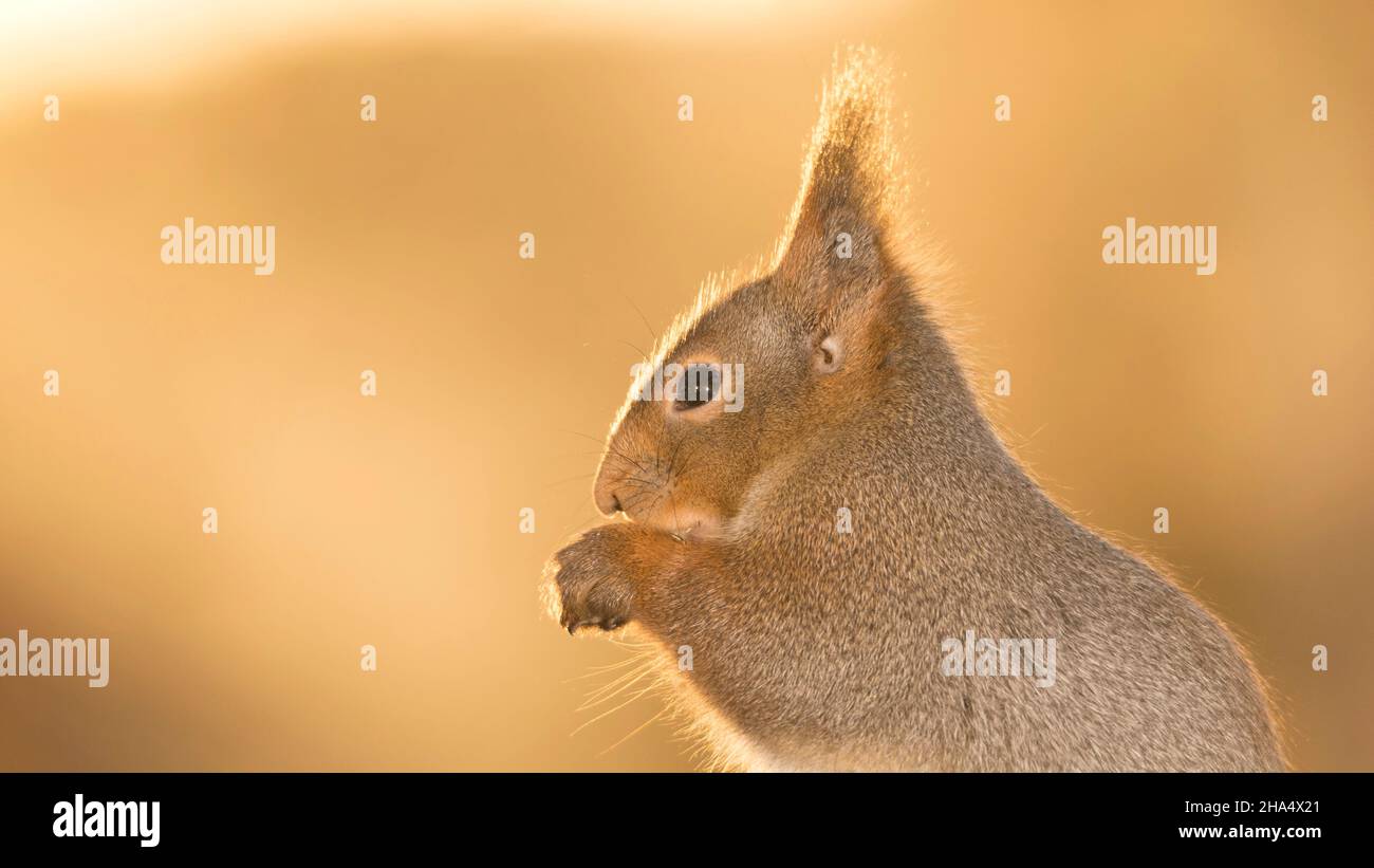 Profil und hautnah von einem Eichhörnchen mit Gegenlicht Stockfoto