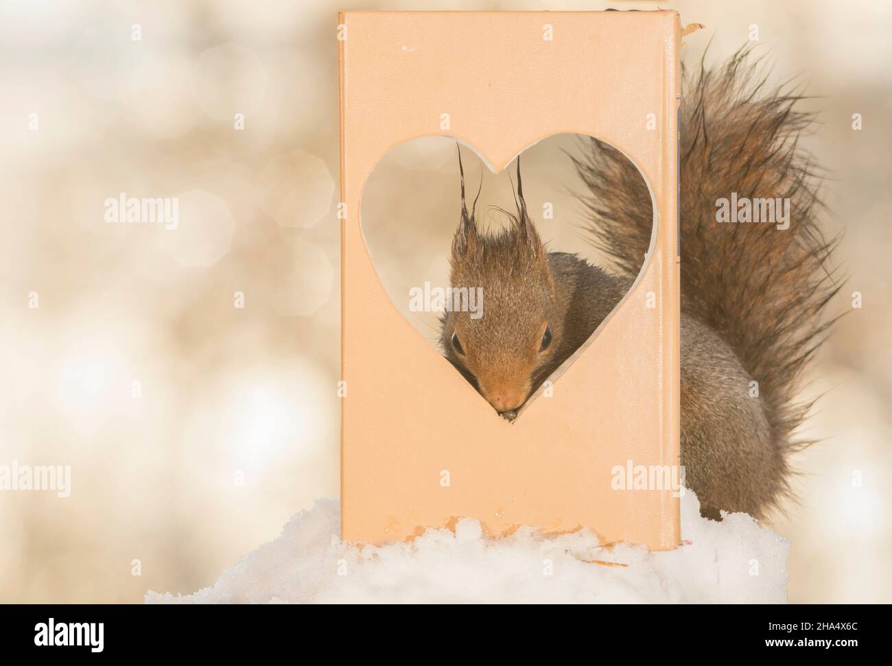 Nahaufnahme von roten Eichhörnchen hinter ein Buch mit Herz Stockfoto