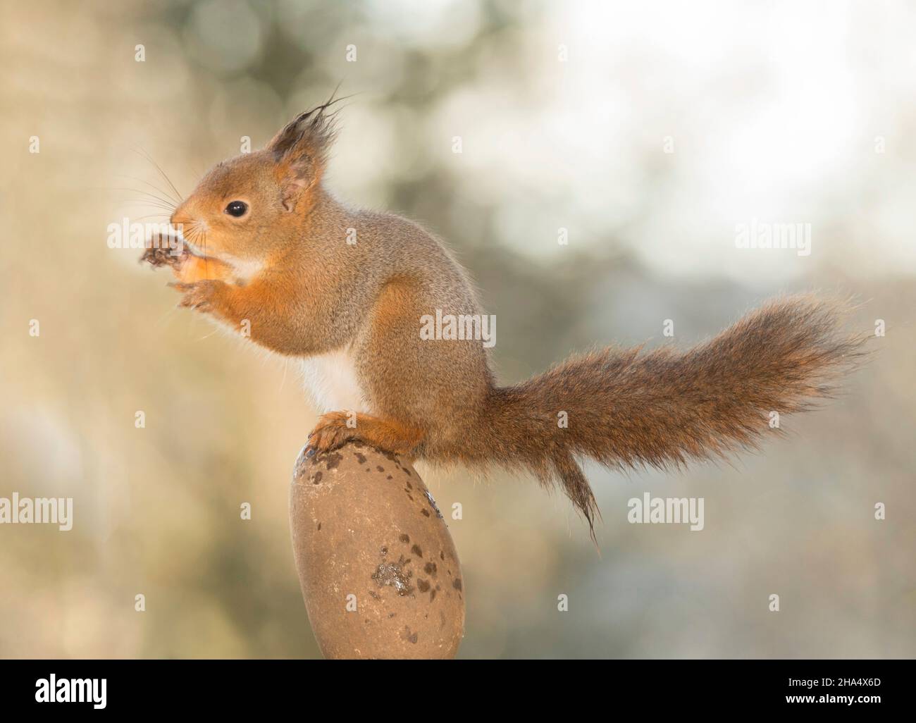 Nahaufnahme von roten Eichhörnchen auf einem Stein Ei Stockfoto