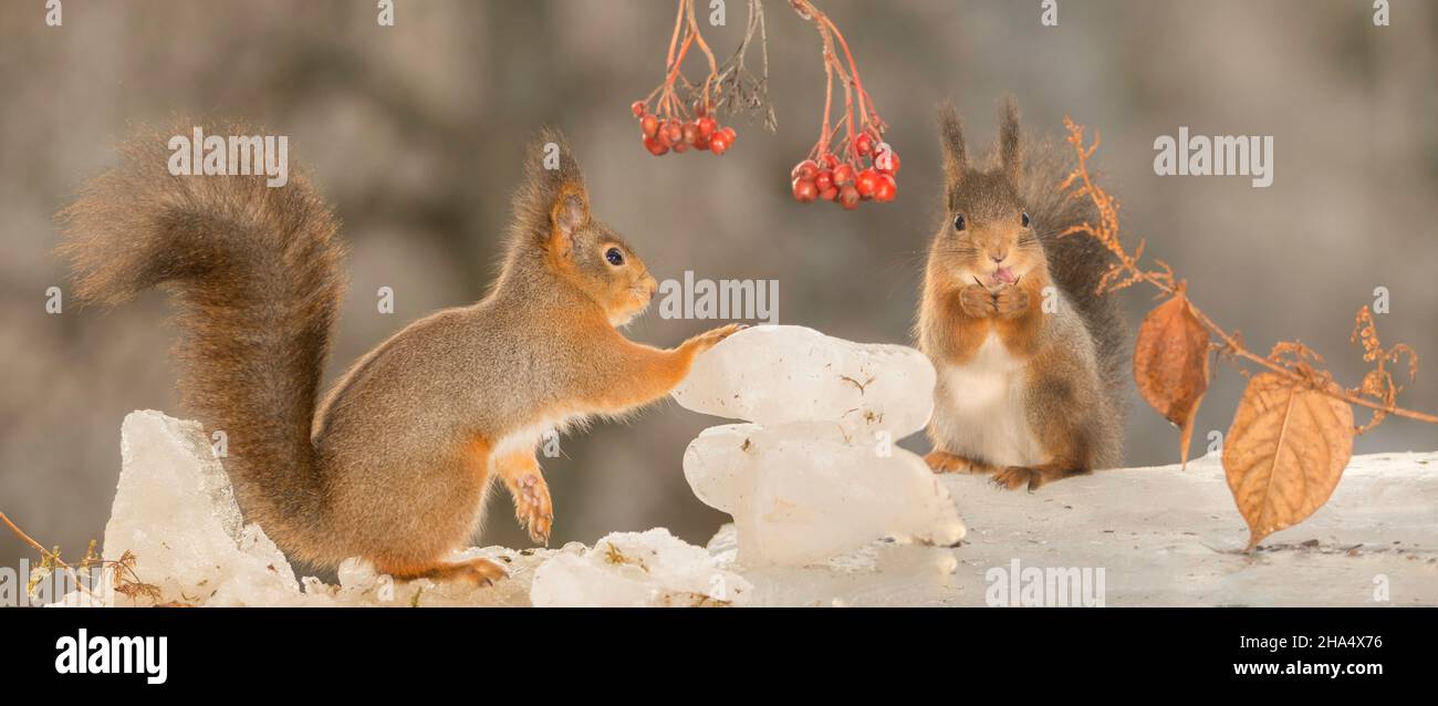 Eichhörnchen auf Eis mit Zweig mit Beeren und Blätter sahen einander stehend Stockfoto