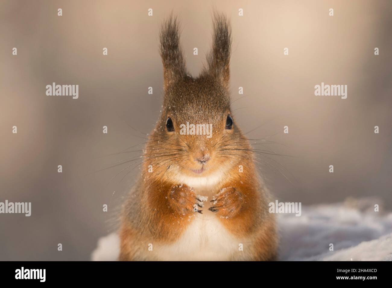 Profil und ein Eichhörnchen Withsnow in Händen und Gesicht Nahaufnahme Stockfoto