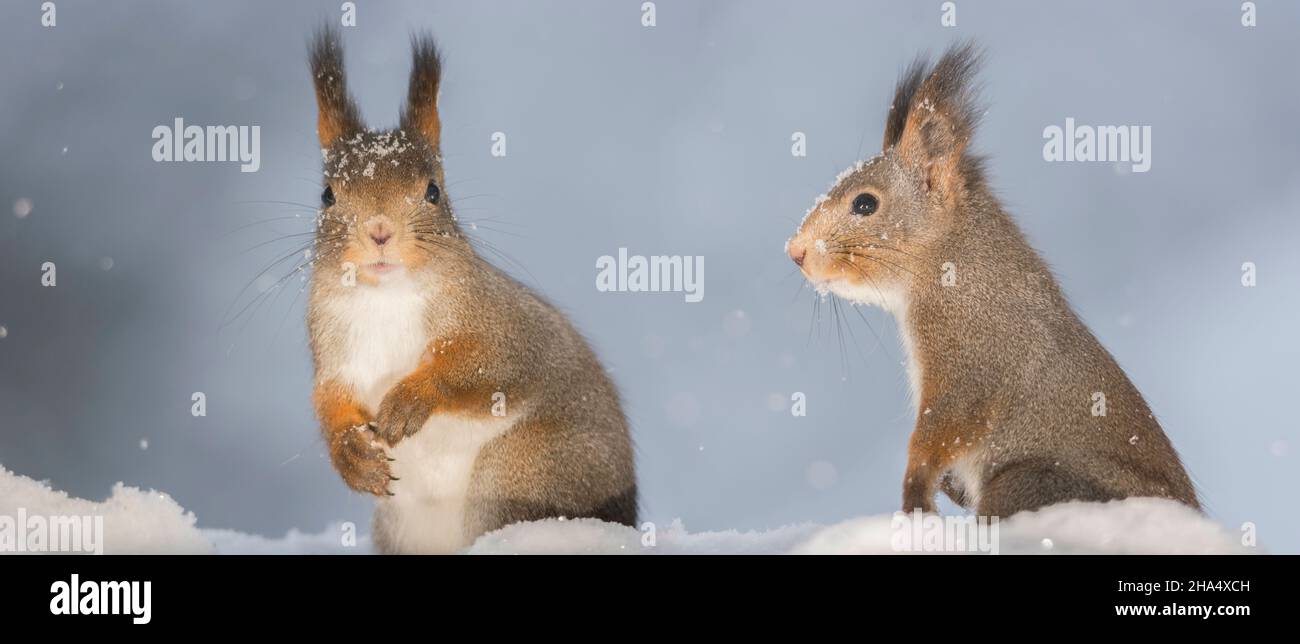 Nahaufnahme von zwei roten Eichhörnchen mit Schnee auf ihren Gesichtern Stockfoto
