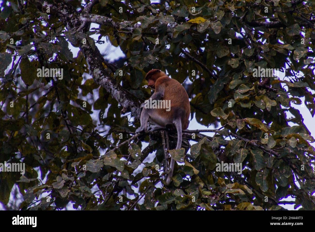 Proboscis-Affe nasalis Larvatus in der Nähe des Flusses Kinabatangan, Sabah, Malaysia Stockfoto