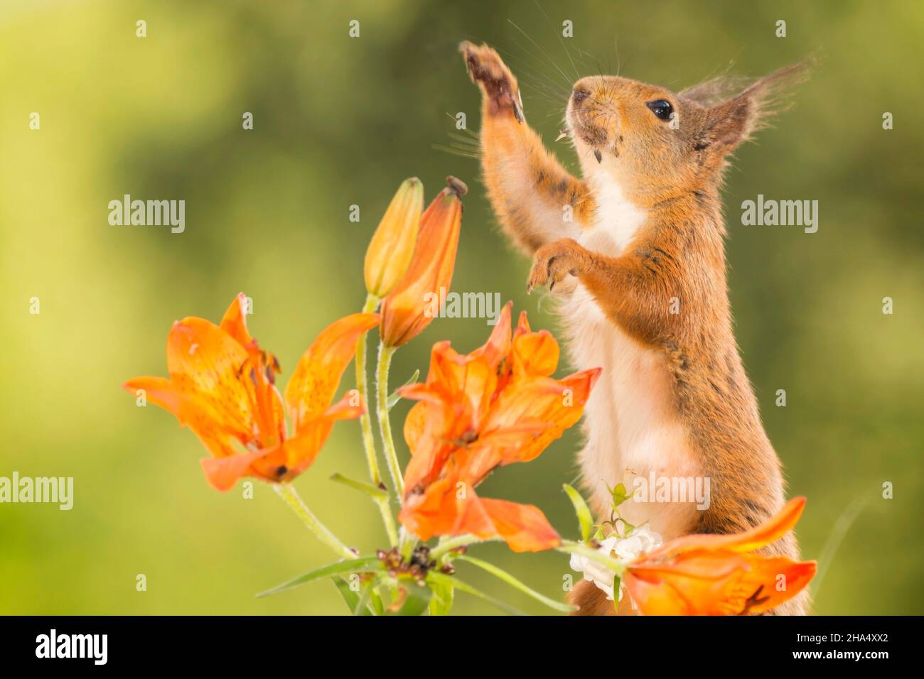Nahaufnahme eines roten Eichhörnchens hinter orangen Lilienblüten, die sich herausstreckten Stockfoto