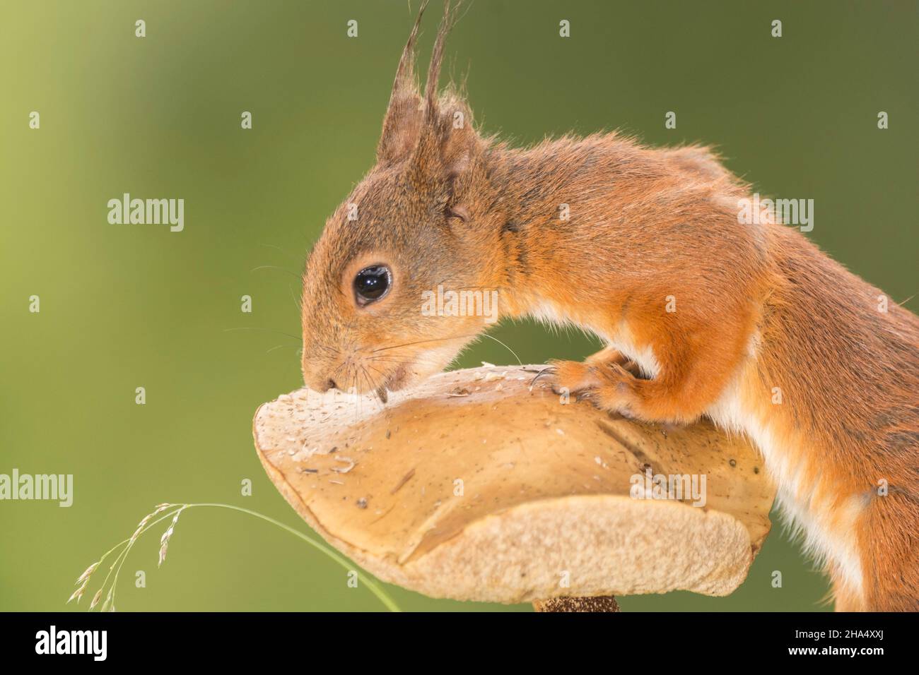Nahaufnahme von roten Eichhörnchen stehend auf einem Pilz Stockfoto
