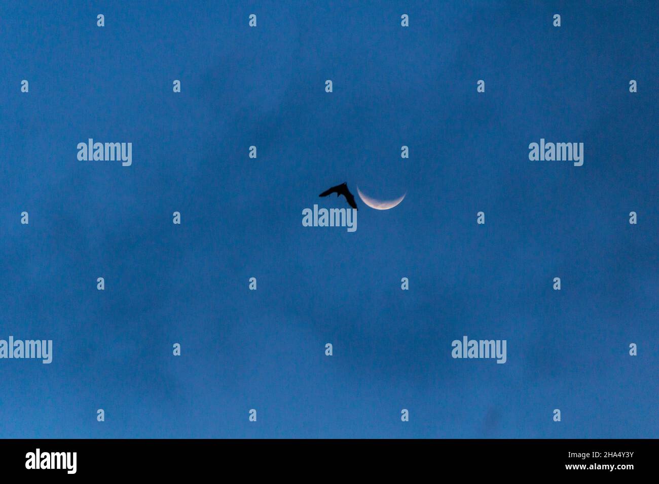 Silhouette einer Fledermaus in der Nähe von Moon in Sabah, Malaysia Stockfoto