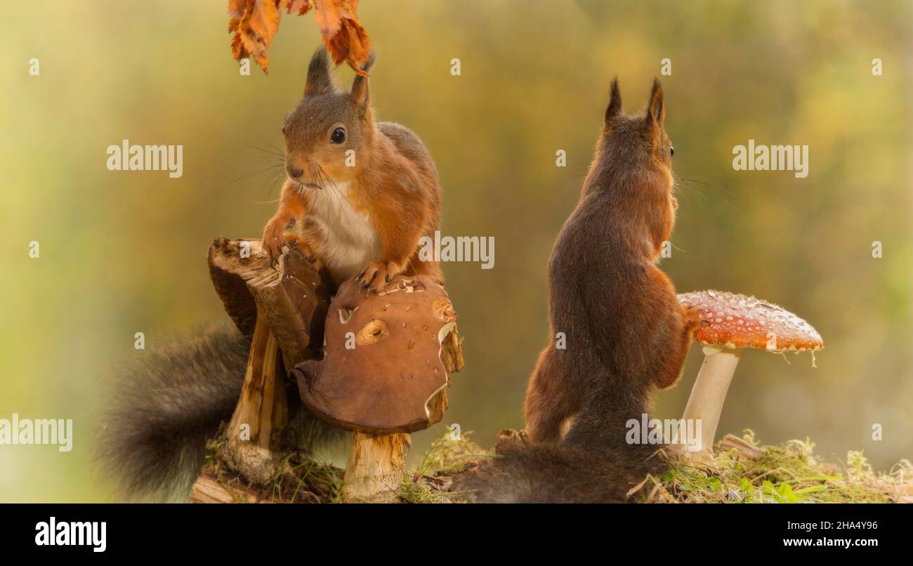 Eichhörnchen stehen Pilze suchen in verschiedene Richtungen Stockfoto
