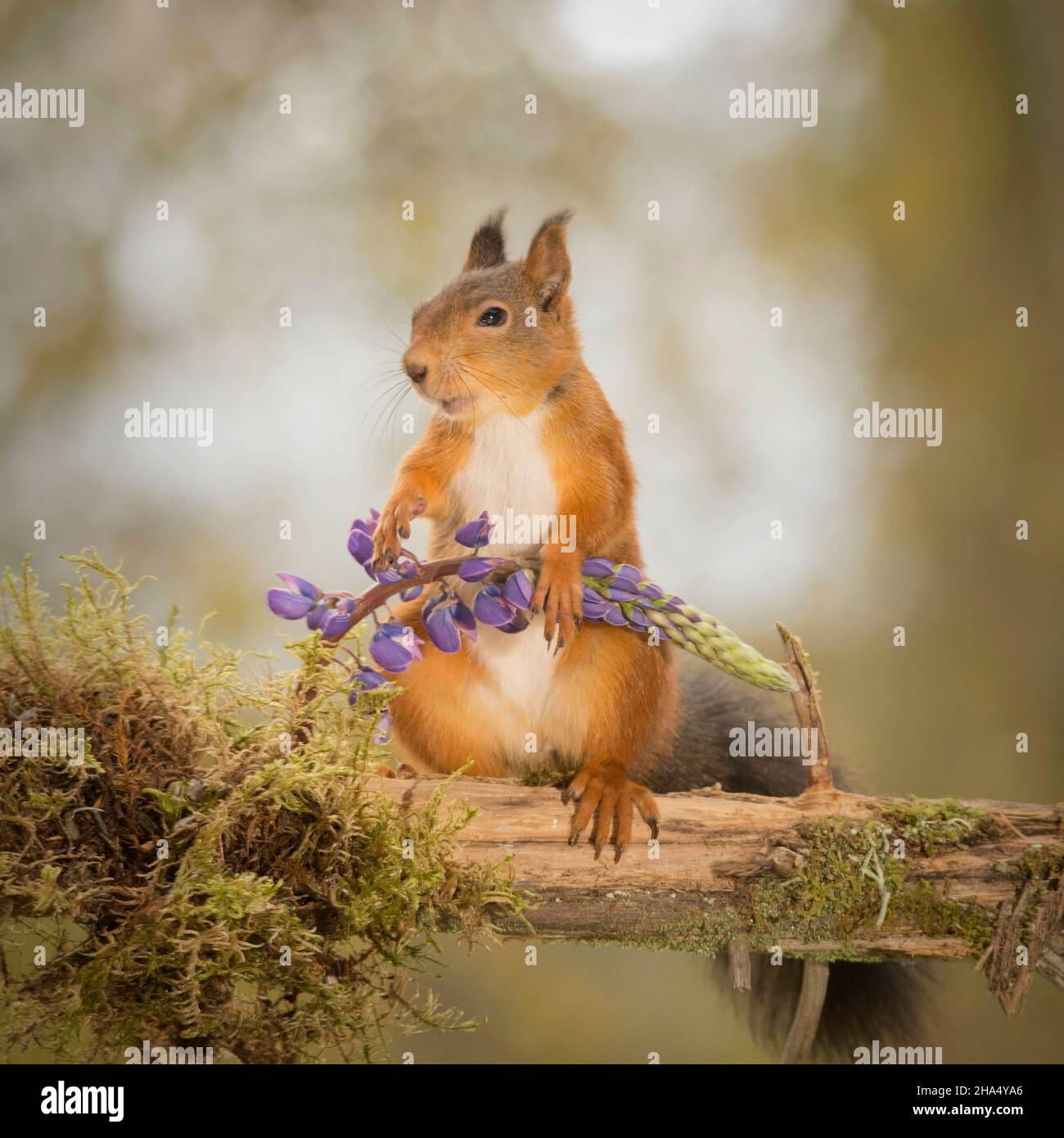 Rotes Eichhörnchen, das auf einem Baumstamm steht und eine Lupinenblume hält Stockfoto