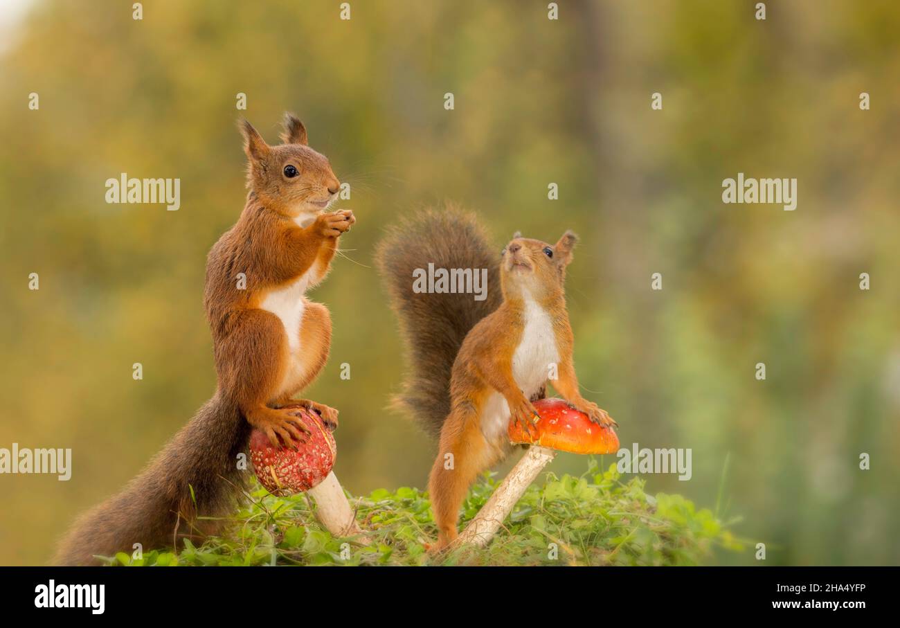 Rote Eichhörnchen stehen mit und auf Pilzen mit glücklichen Gesicht Stockfoto