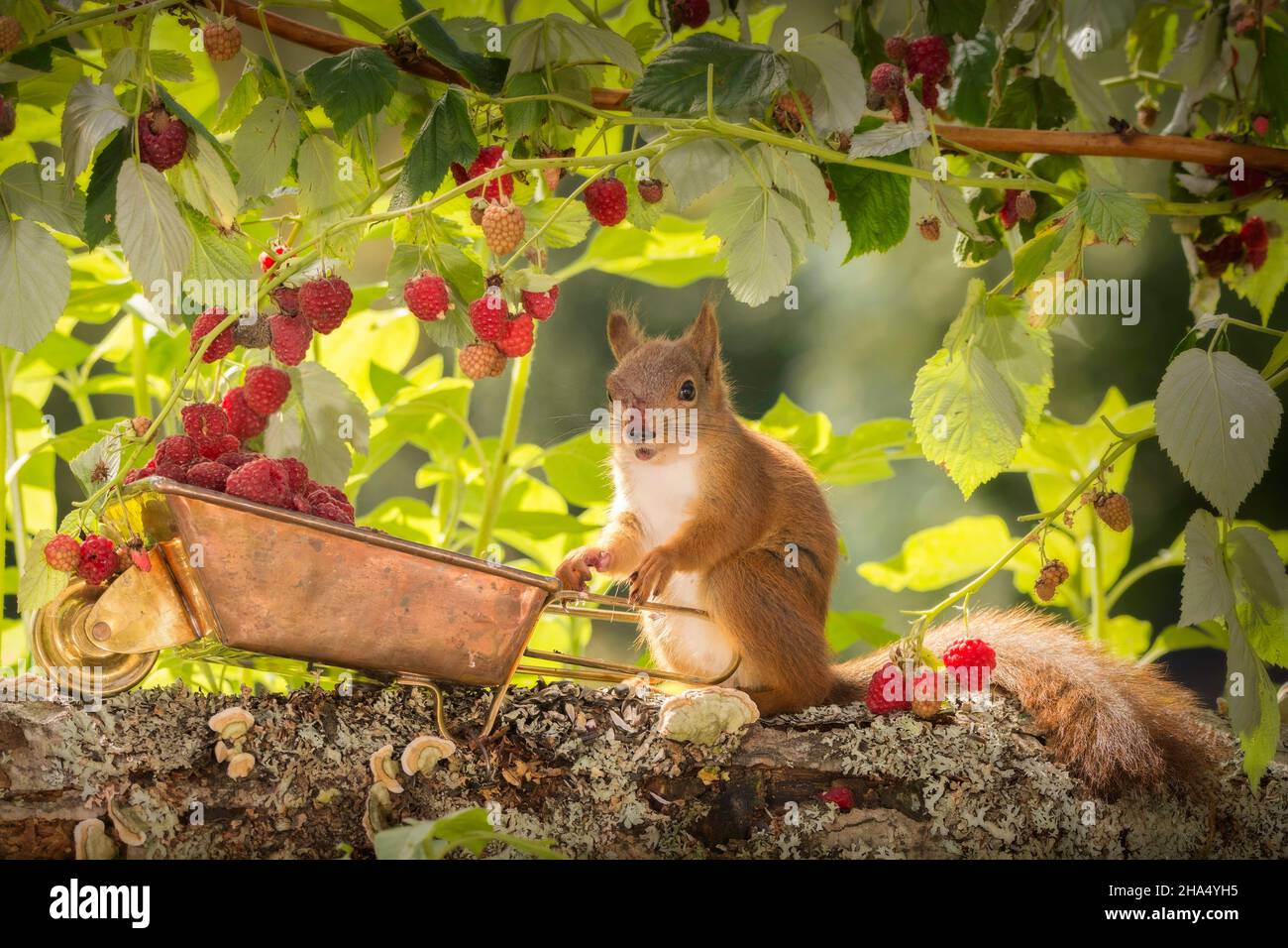 Eichhörnchen und eine rote Nase stehend mit einer Schubkarre gefüllt mit Himbeeren Stockfoto