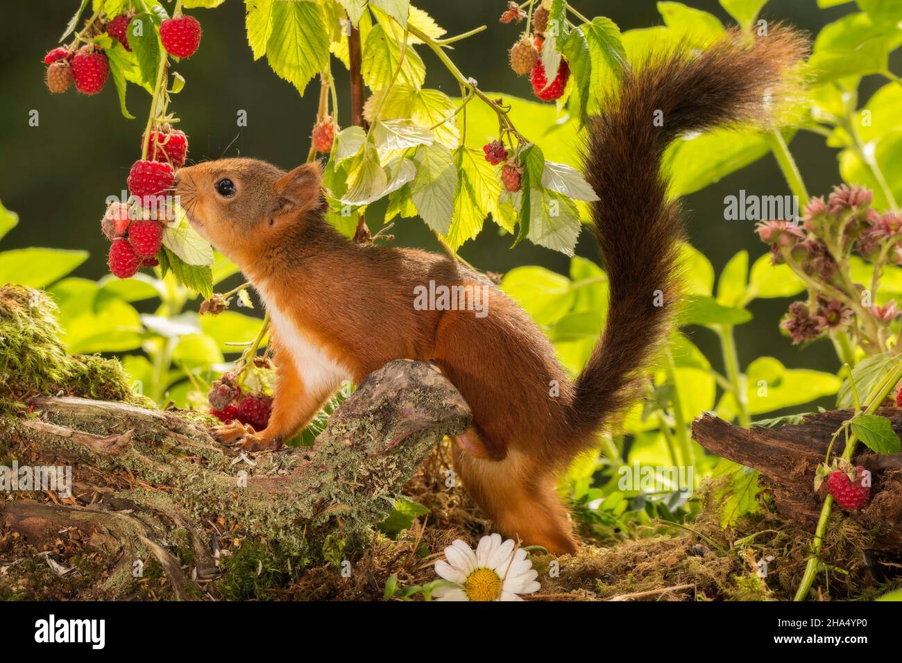 Nahaufnahme des roten Eichhörnchens untersucht eine Himbeere Stockfoto