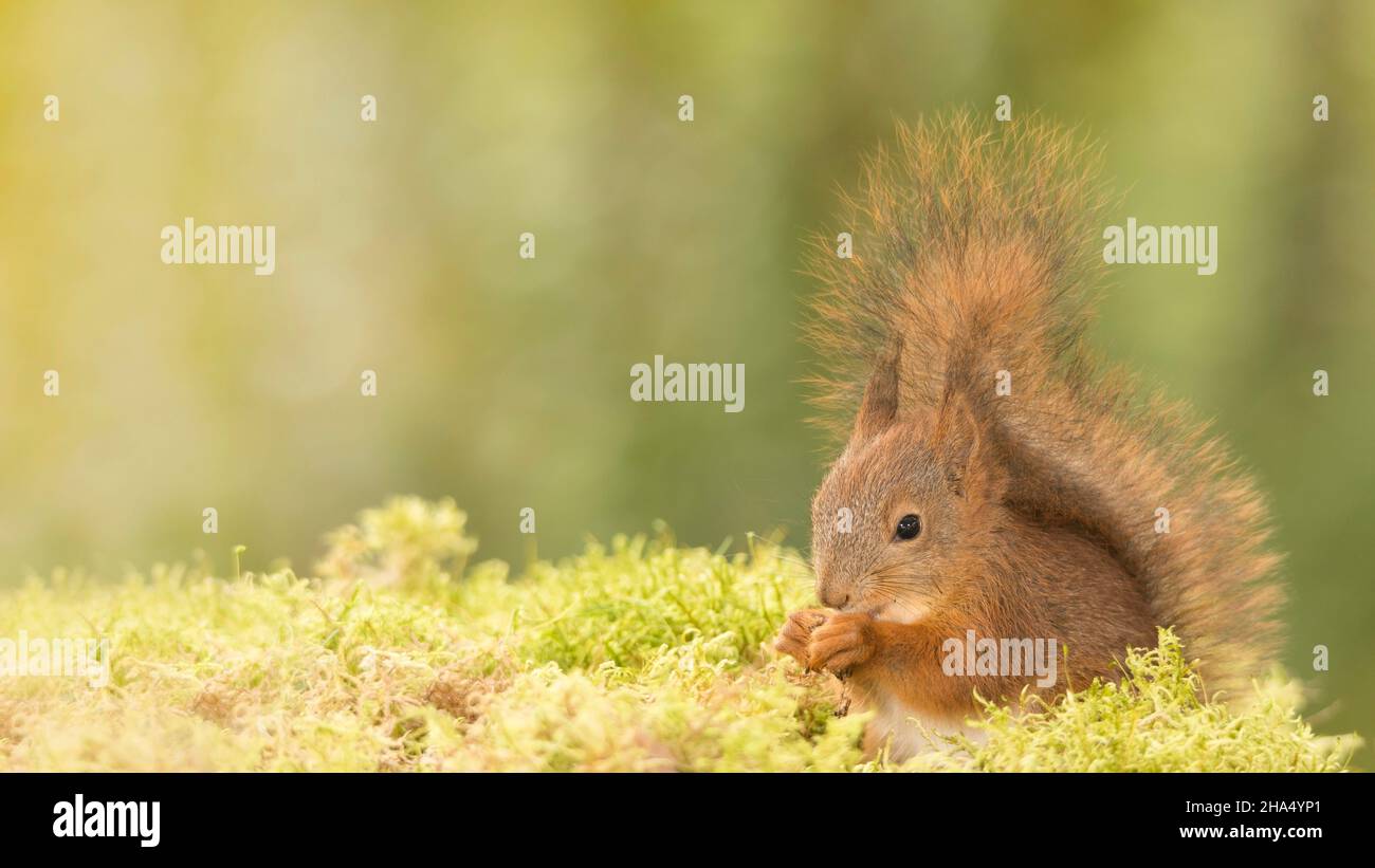 Profil und Nahaufnahme eines jungen roten Eichhörnchens, das in Moos steht und den Schwanz nach oben hat Stockfoto