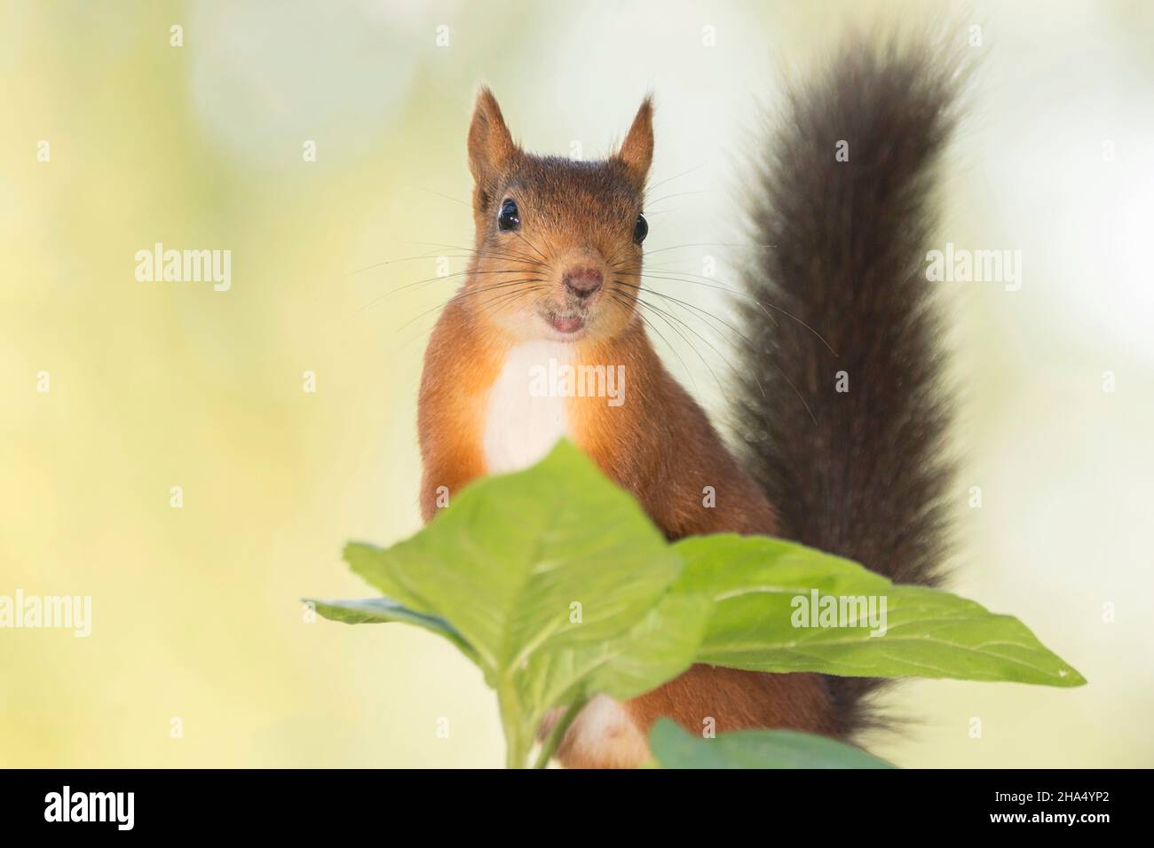 Nahaufnahme eines roten Eichhörnchens, das hinter einem Blatt steht und den Betrachter mit dem Schwanz nach oben anschaut Stockfoto
