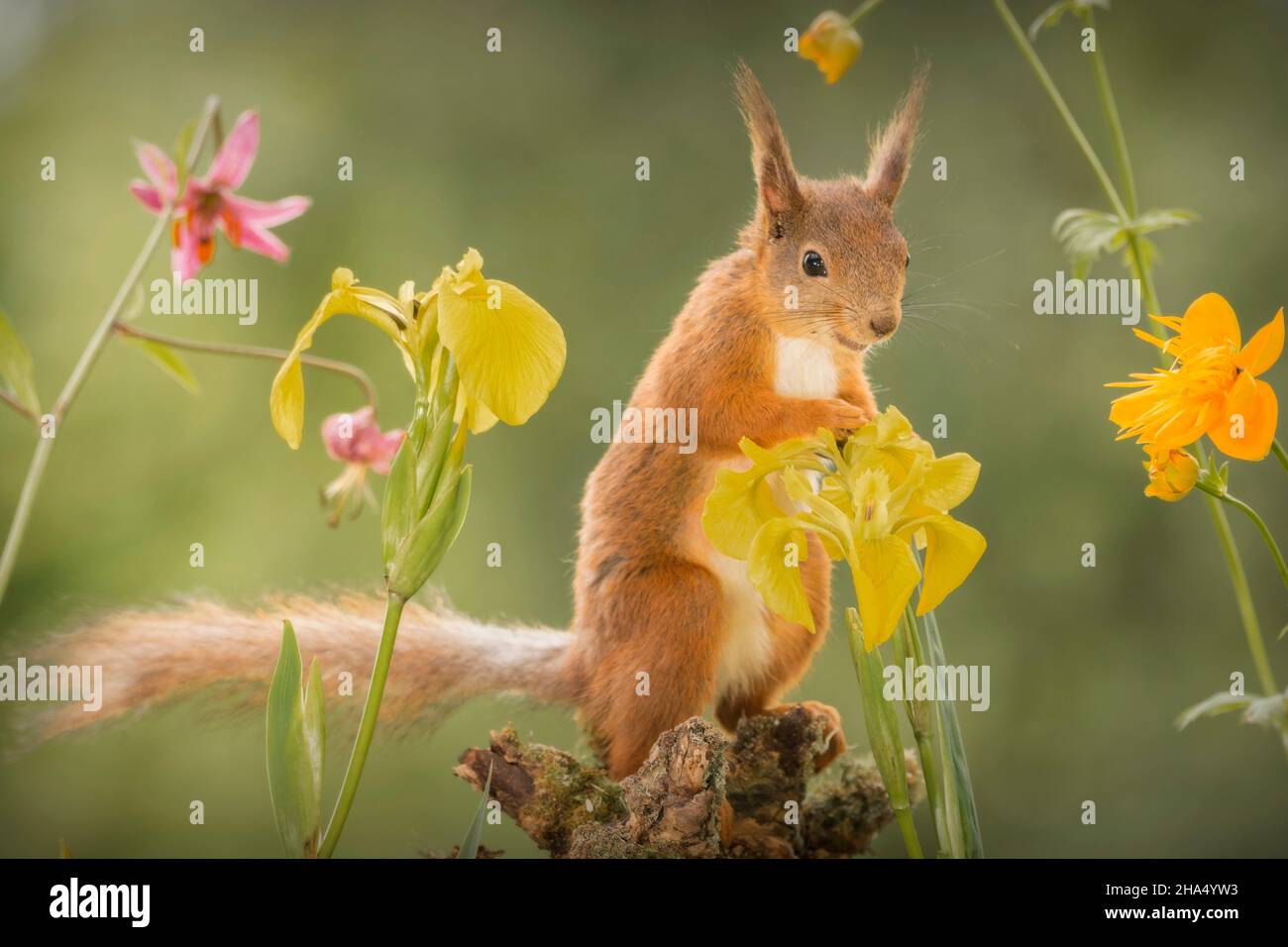 Nahaufnahme von roten Eichhörnchen aufstehen zwischen Blumen und blickte Stockfoto