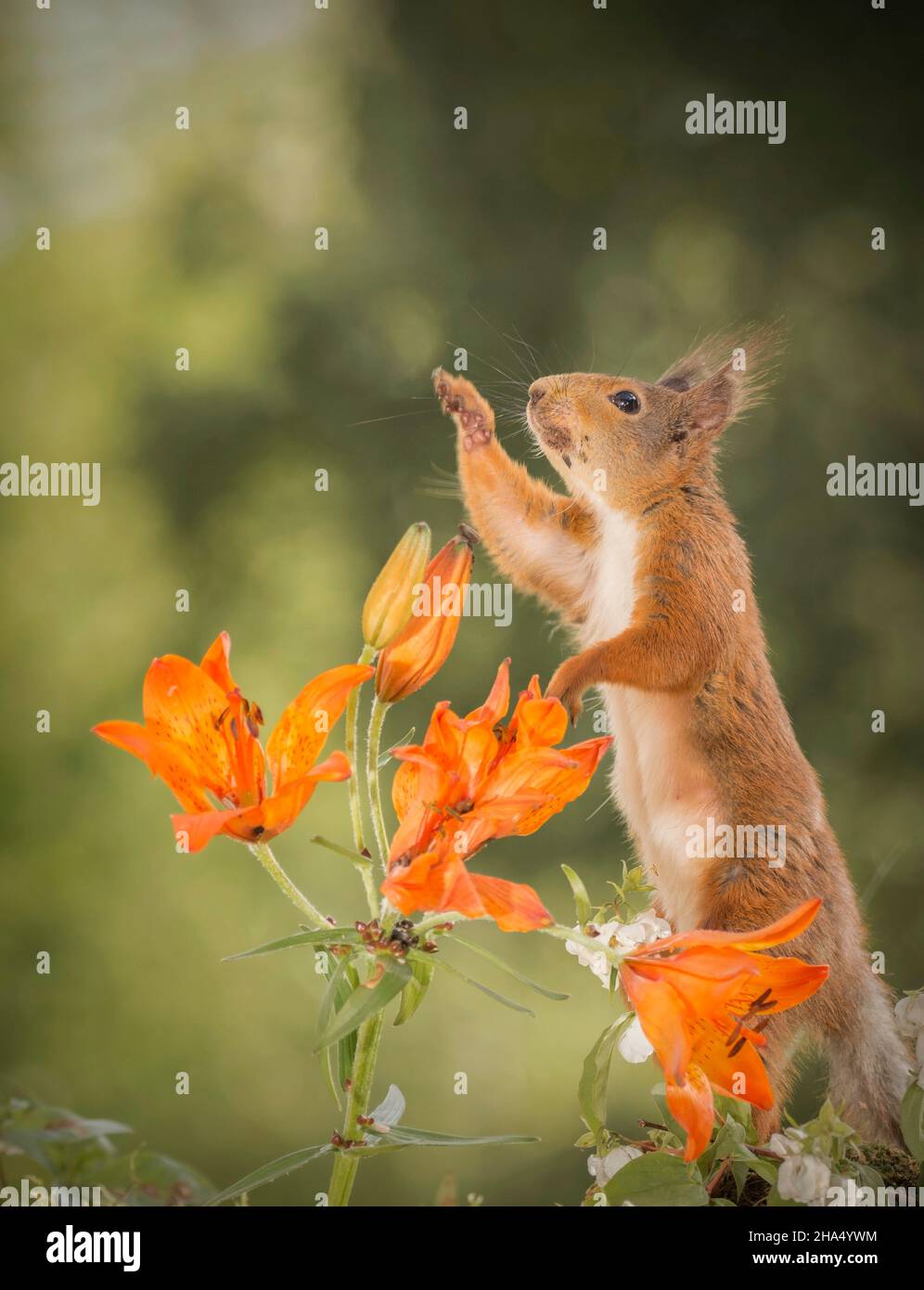 Nahaufnahme des roten Eichhörnchens mit einer Lilie und einem orangen Pollen im Gesicht, der sich nach oben streckt Stockfoto