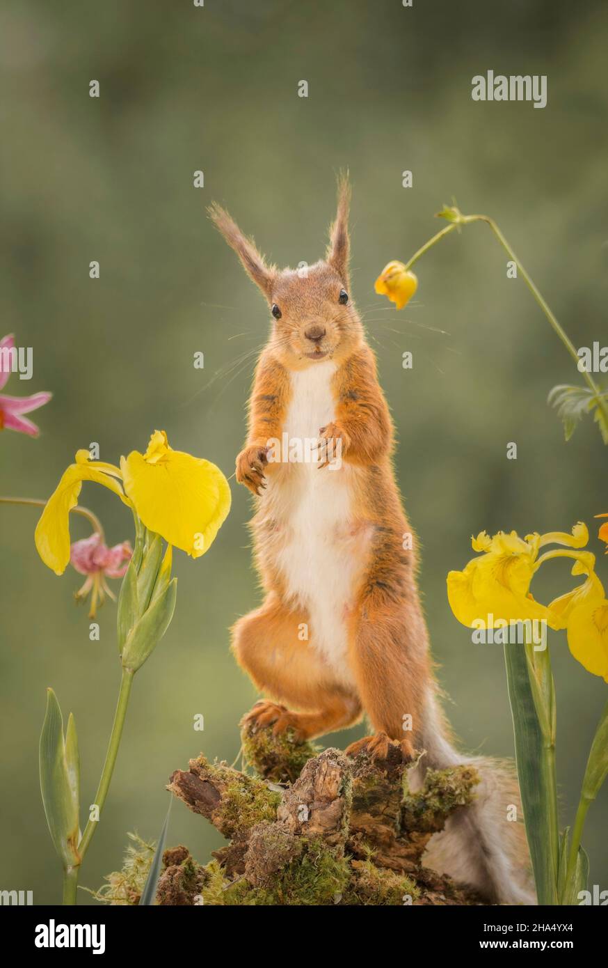 Nahaufnahme von roten Eichhörnchen aufstehen zwischen Blumen, die auf der Suche für den Betrachter Stockfoto
