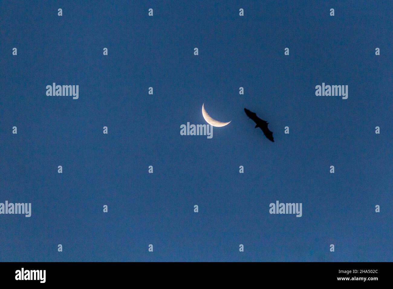 Silhouette einer Fledermaus in der Nähe von Moon in Sabah, Malaysia Stockfoto