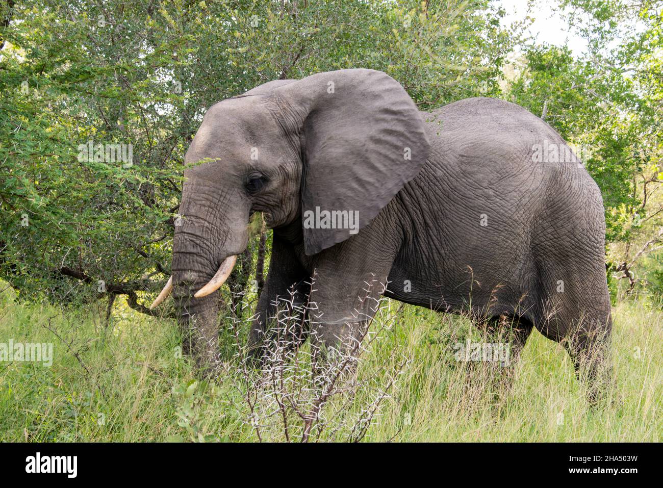 Großer Elefant im kruger Park Stockfoto