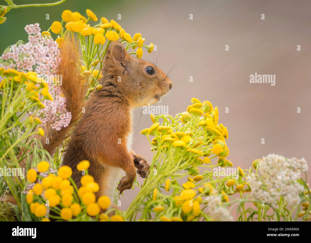 Nahaufnahme eines roten Eichhörnchens, das zwischen gelben Blüten steht und nach oben schaut Stockfoto