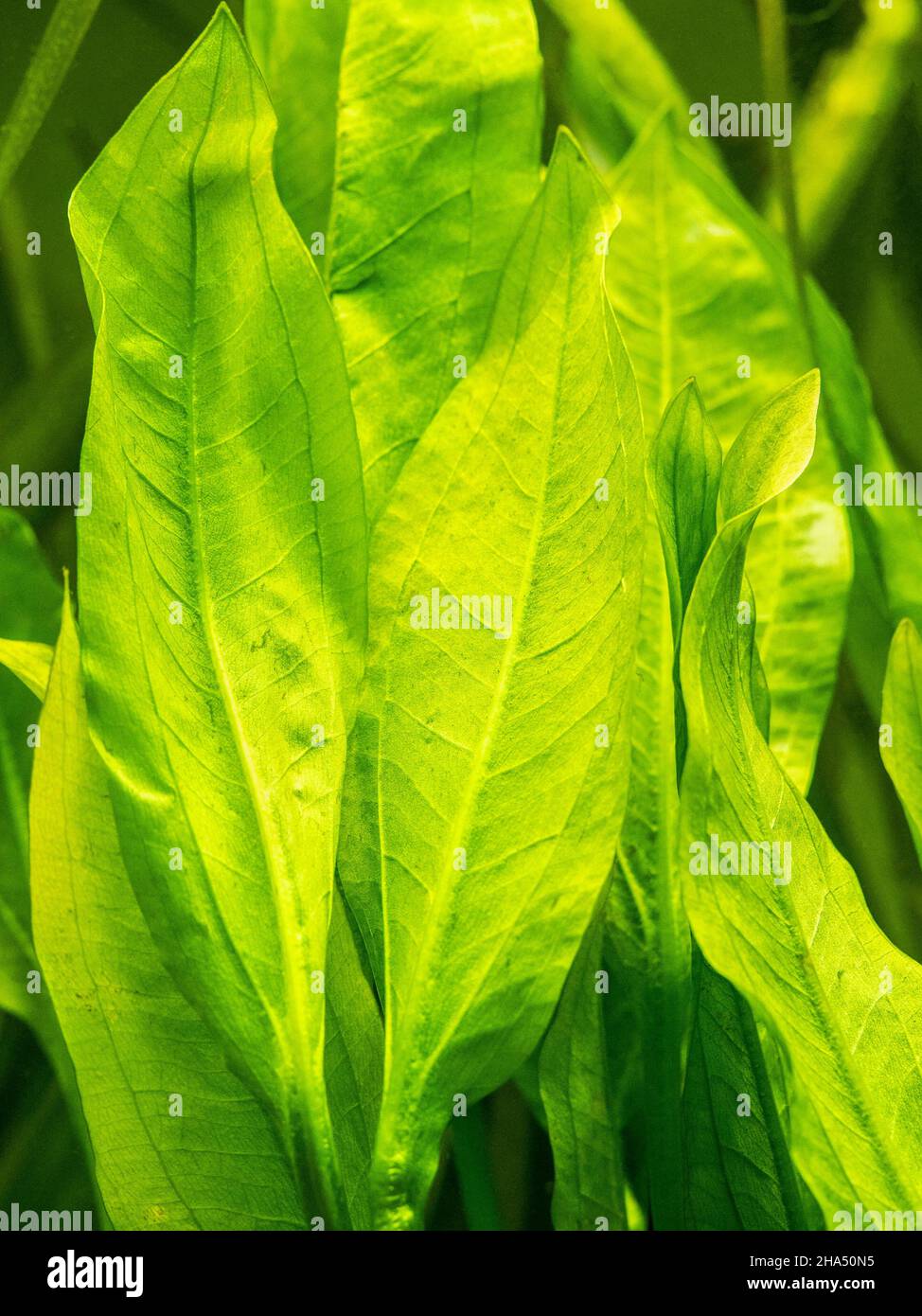 Selektiver Fokus von amazonas-Schwertpflanzenblättern (Echinodorus amazonicus) auf ein Fischbecken mit verschwommenem Hintergrund Stockfoto