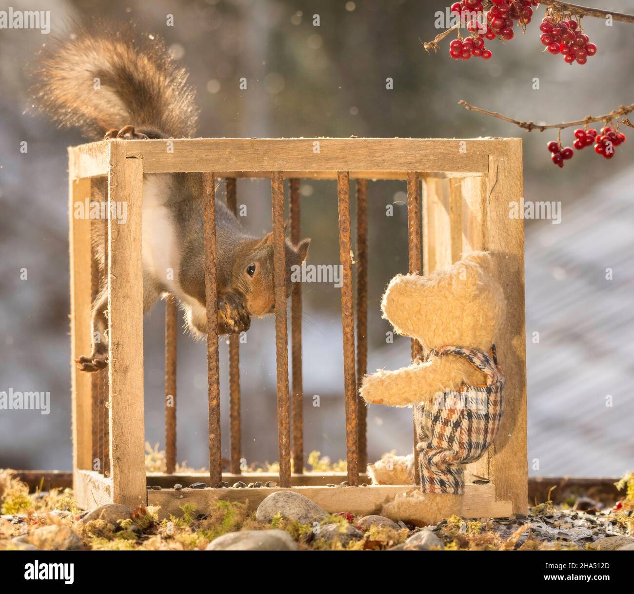 Rote Eichhörnchen, die hinter Gittern stehen, während ein Bär beim Schneefall zuschaut Stockfoto