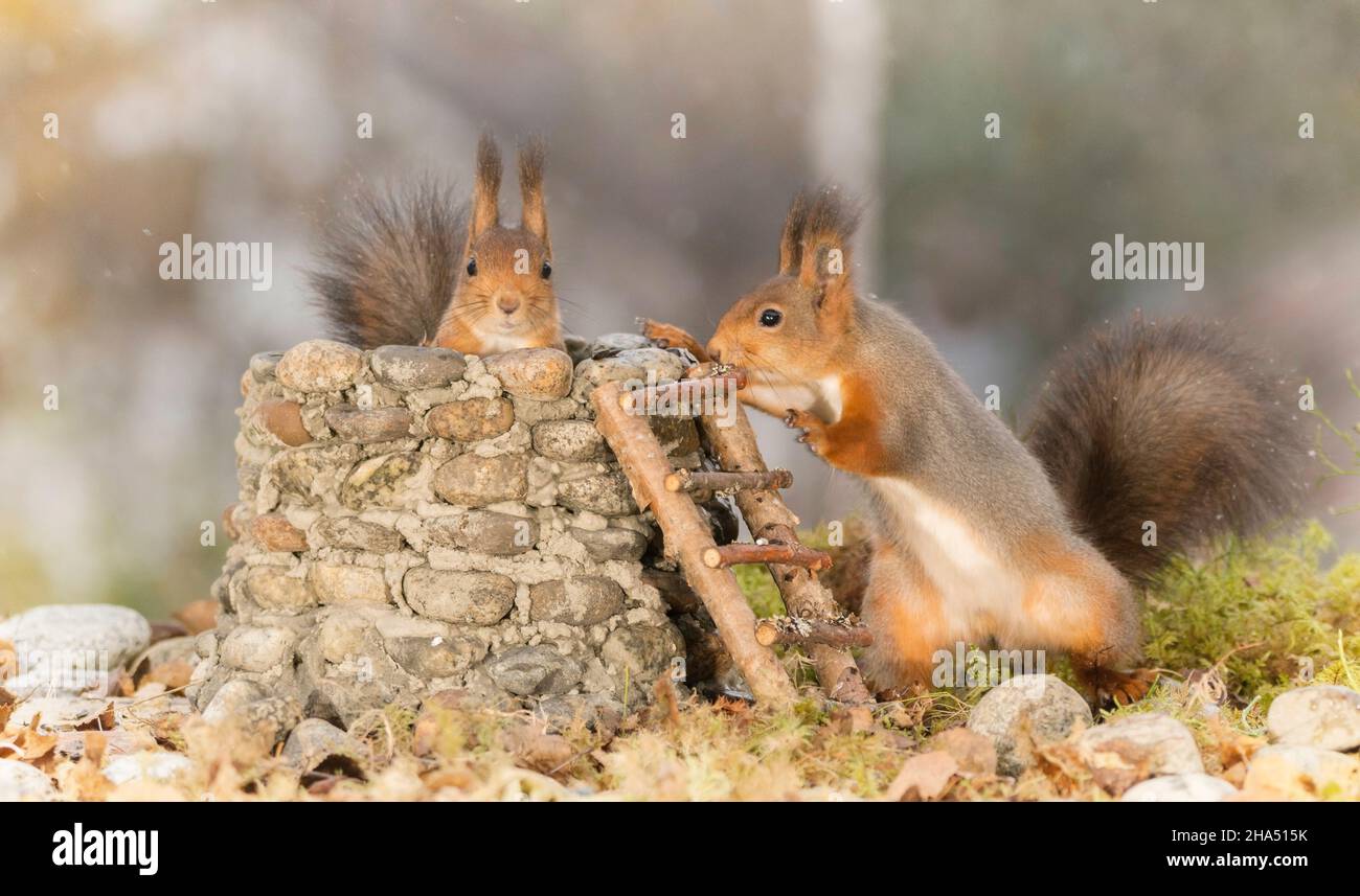Rote Eichhörnchen stehen mit einer Steinstruktur, Treppen und Kieselsteinen Stockfoto