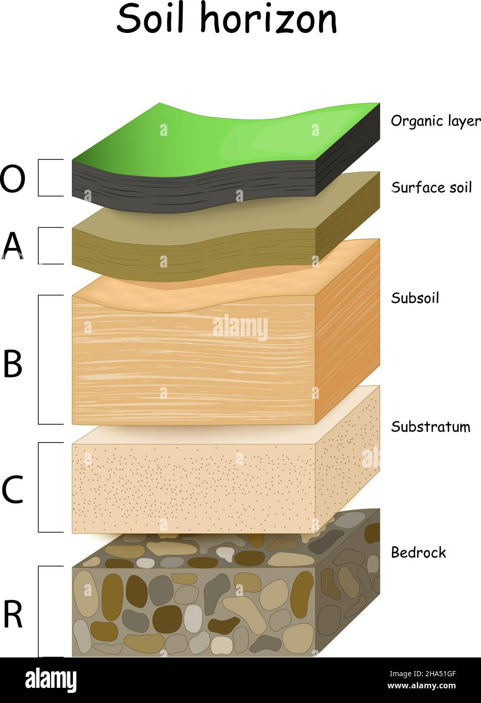 Schichten des Bodens. Ein Querschnitt eines Bodens, der Horizonte enthüllt. Beispiel eines Bodenprofils: Organisch, Oberfläche, Unterboden, Substrat und Grundgestein. Stock Vektor