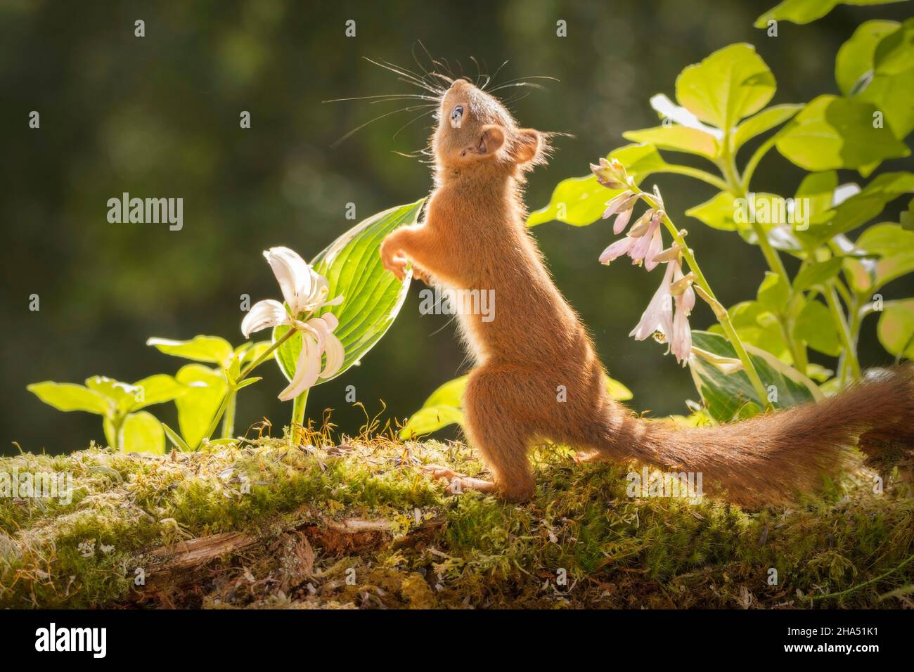 Nahaufnahme des roten Eichhörnchens, das mit Blumen und Rücklicht aufsteht Stockfoto