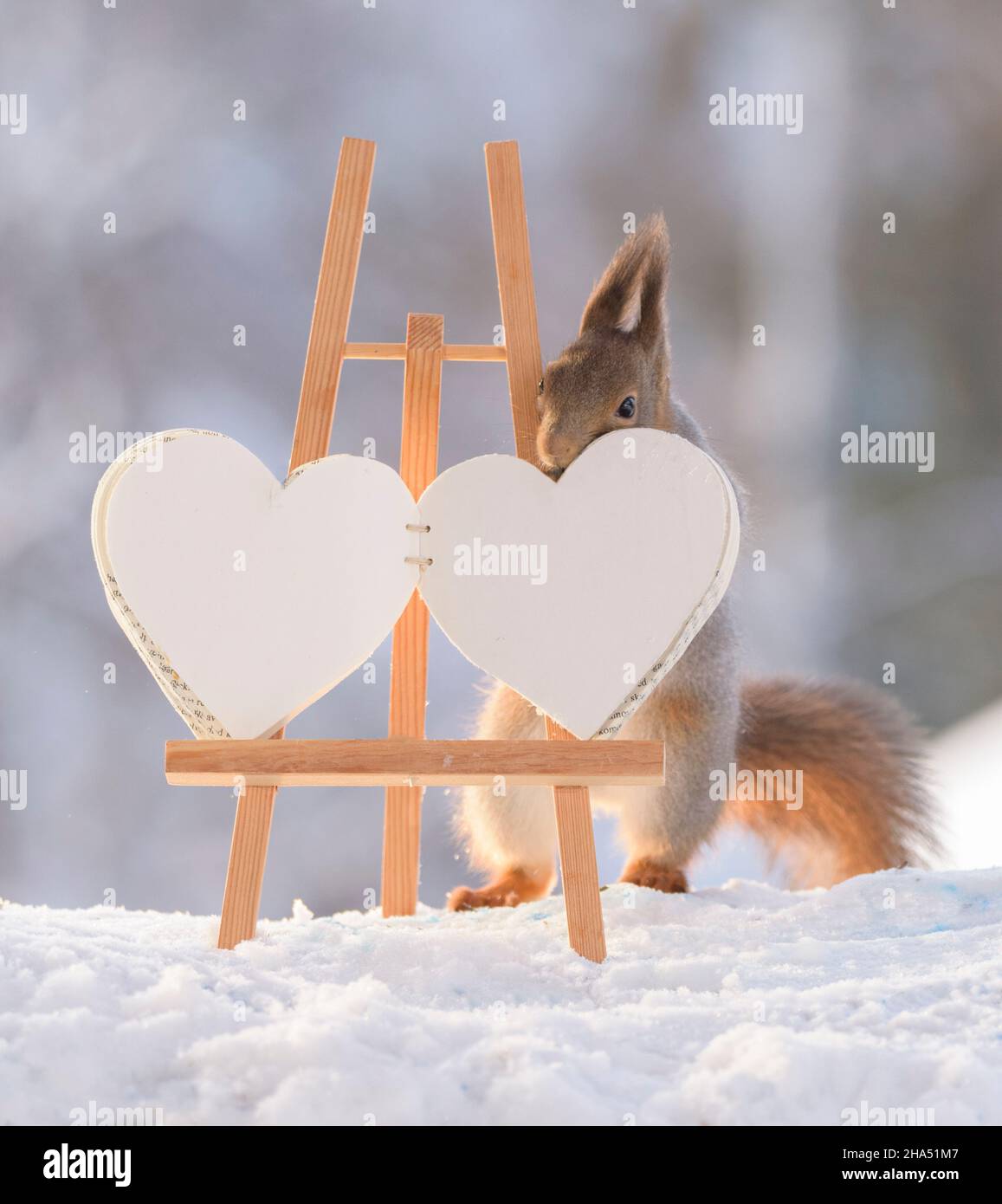 Rotes Eichhörnchen steht hinter einem Buch in Form eines Herzens Stockfoto