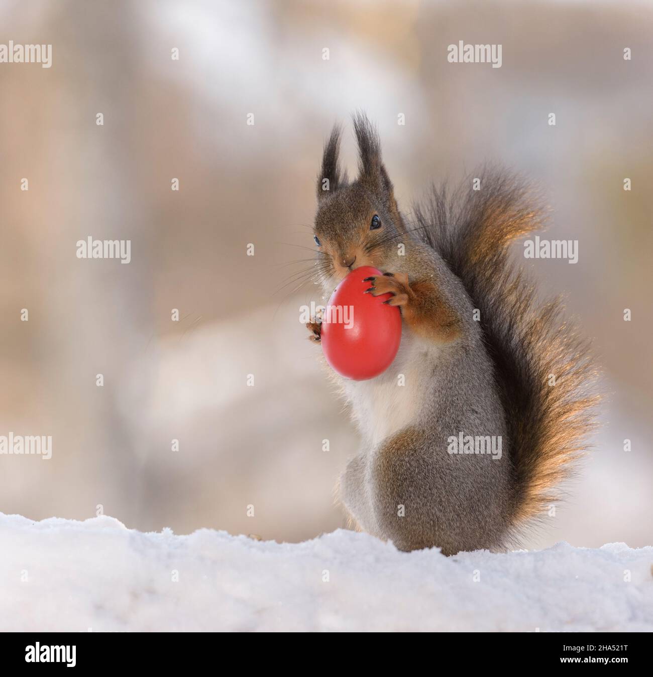 Rotes Eichhörnchen hält ein rotes Ei Stockfoto