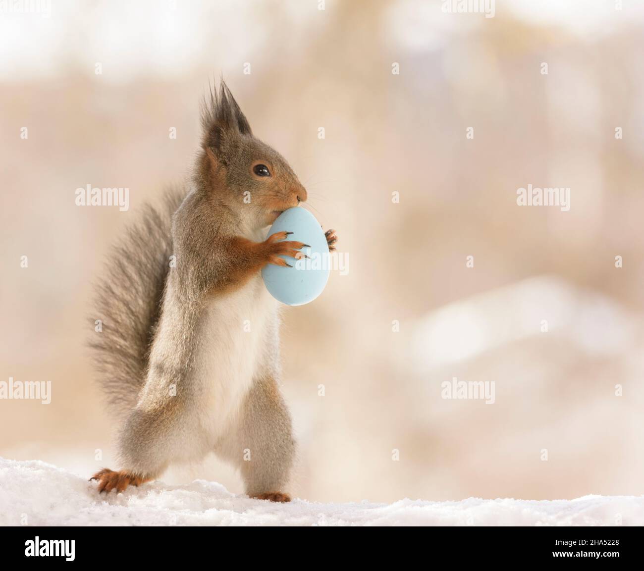 Eichhörnchen hält ein blaues Ei Stockfoto