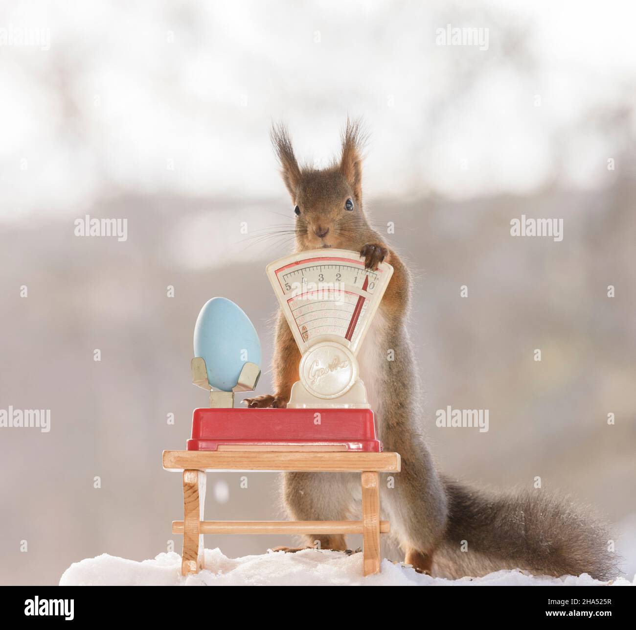 Rotes Eichhörnchen hält ein blaues Ei auf einer Waage Stockfoto