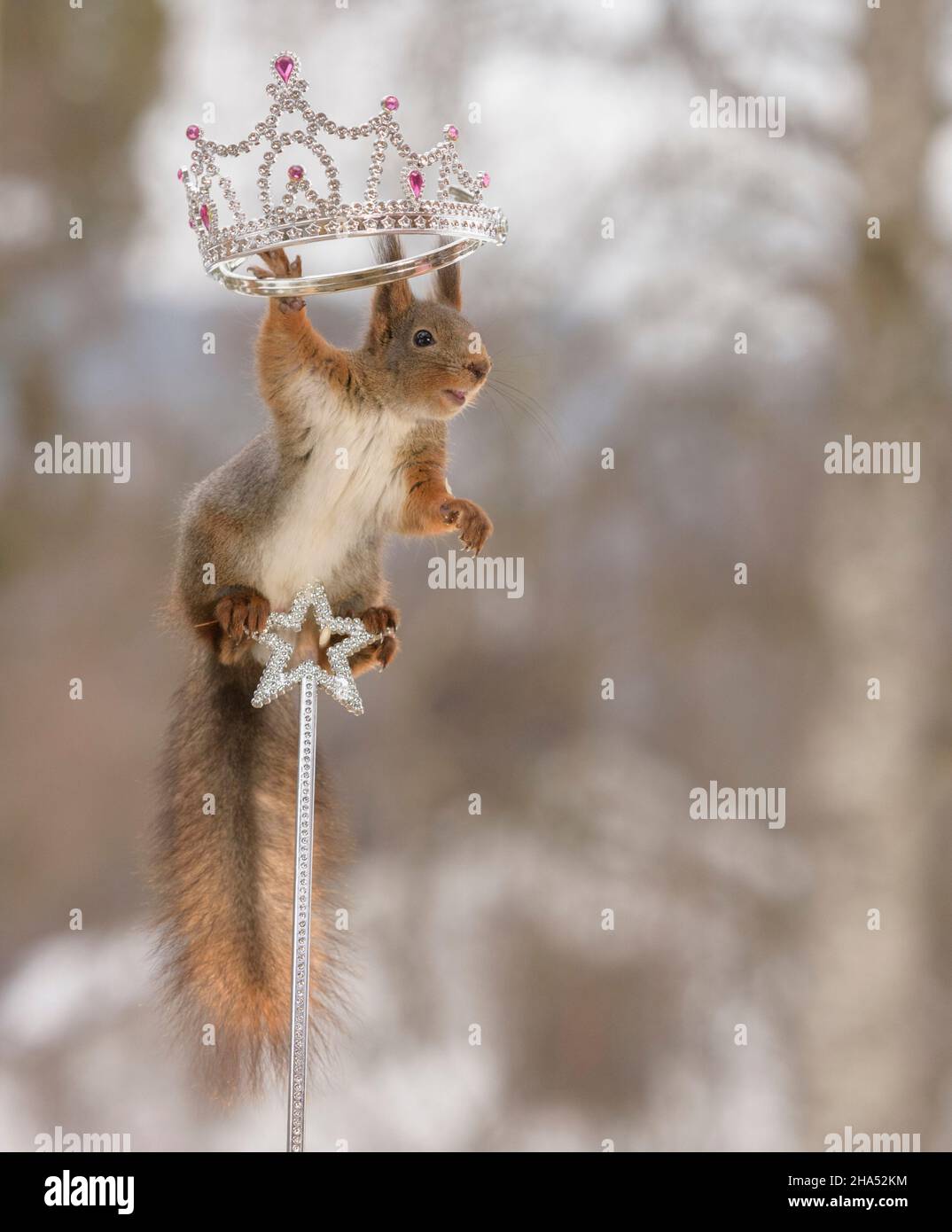 Rotes Eichhörnchen hält eine Krone auf einem Stock Stockfoto