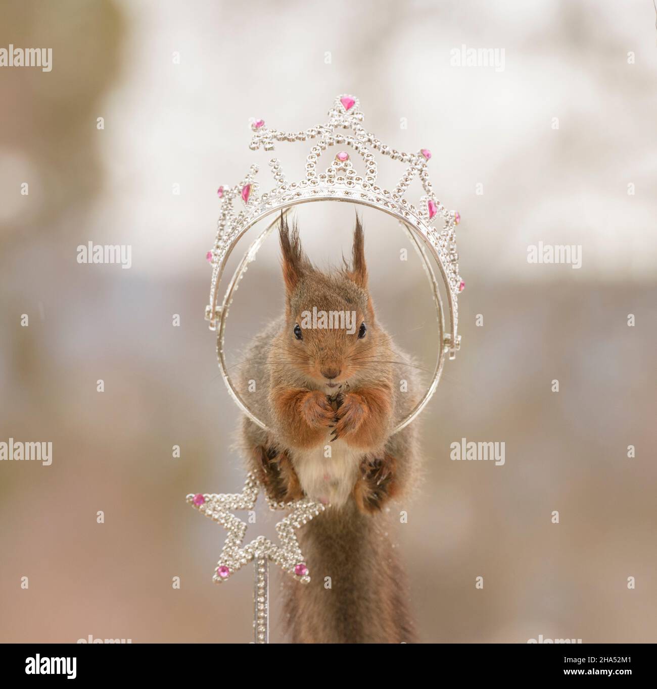 Rotes Eichhörnchen steht in einer Krone auf einem Stock Stockfoto