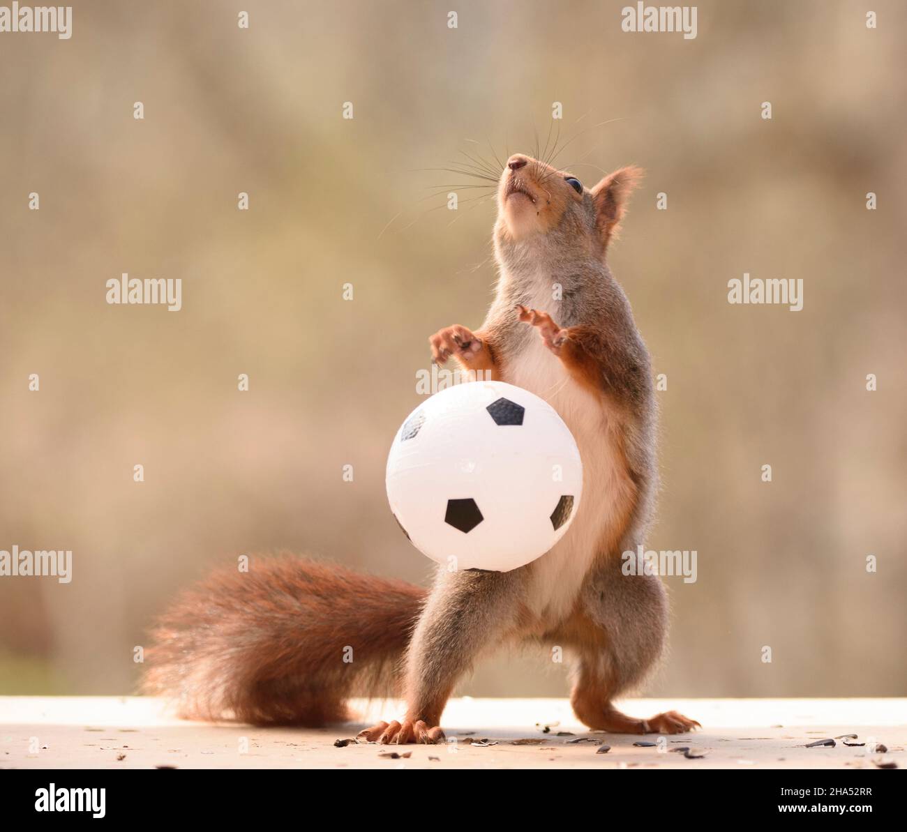 Rotes Eichhörnchen fängt einen Ball Stockfoto