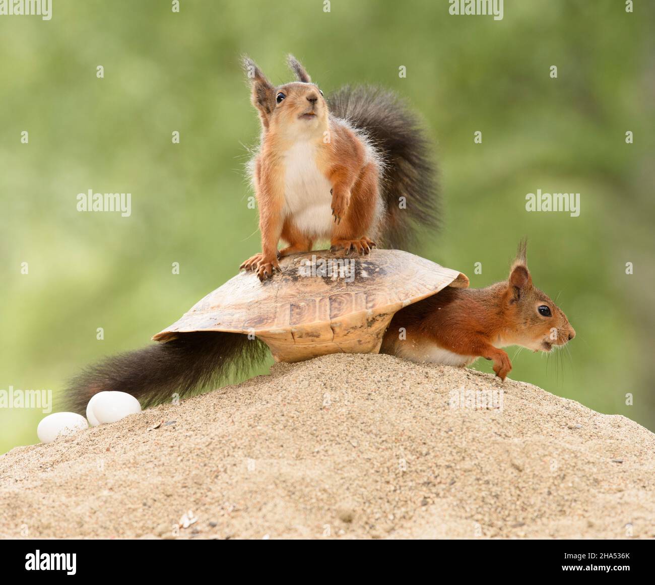 Rote Eichhörnchen stehen in und auf einer Schildkrötenschale mit Eiern Stockfoto