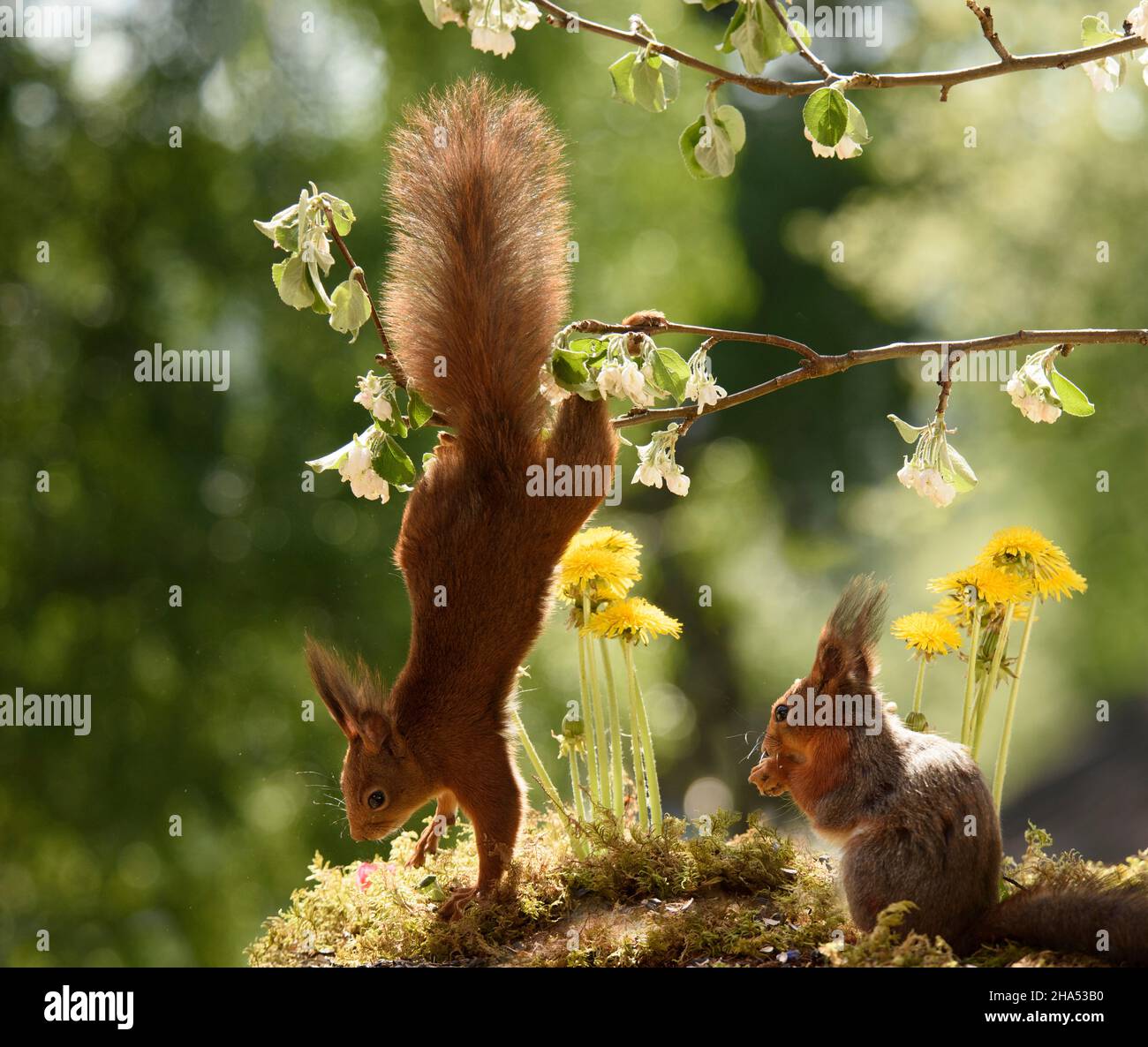 Rotes Eichhörnchen hängt an einem Apfelblütenzweig Stockfoto