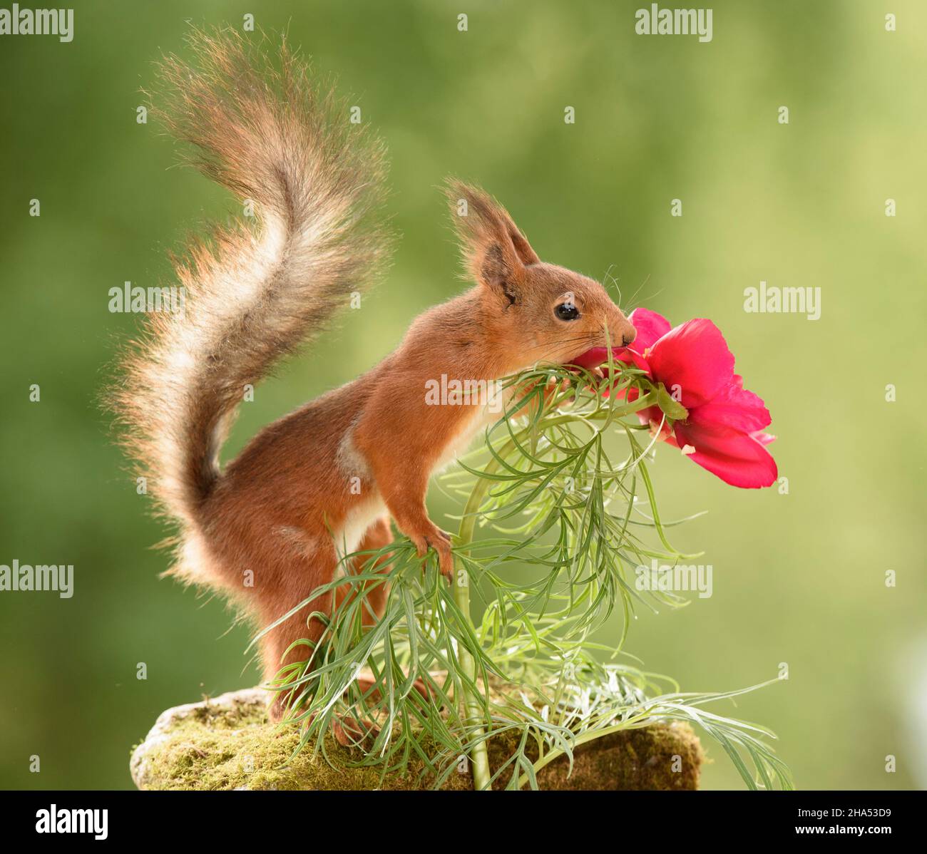 Rotes Eichhörnchen mit dem Schwanz nach oben riecht eine Pfingstrose Stockfoto